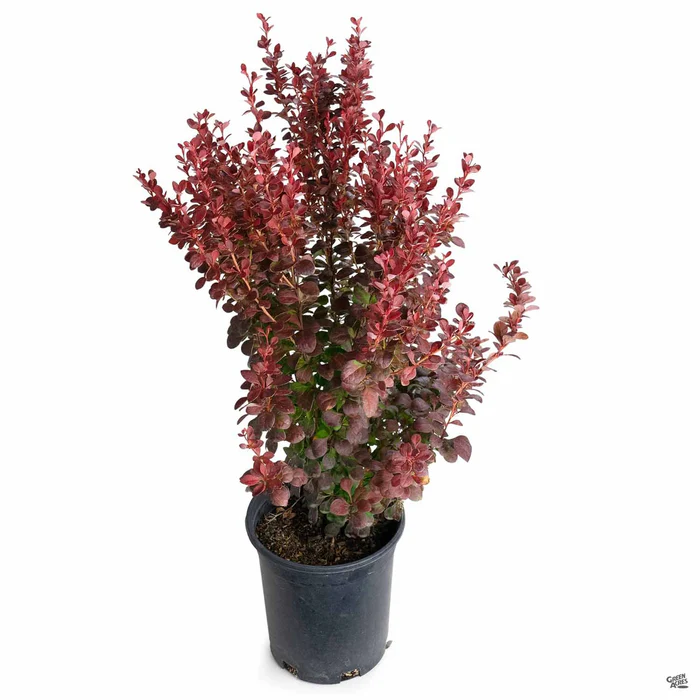 Barberry 'Orange Rocket'