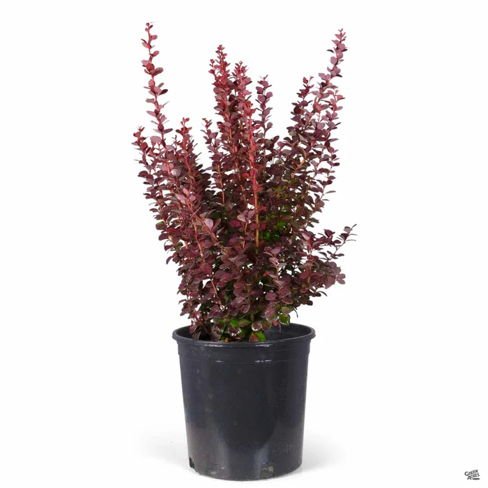 Barberry 'Orange Rocket'