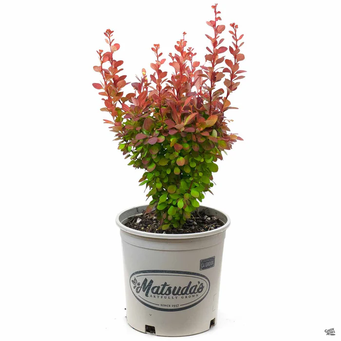 Barberry 'Orange Rocket'