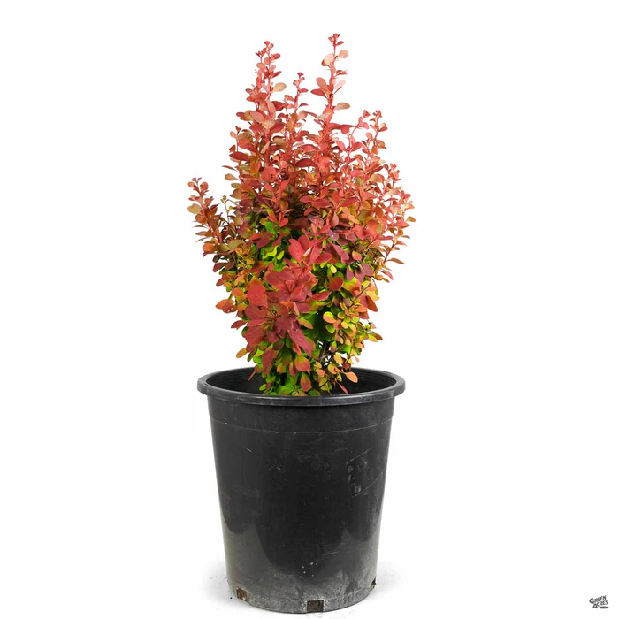 Barberry 'Orange Rocket'