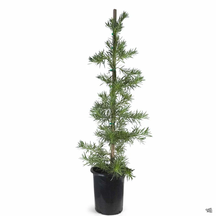 Shrubby Yew Pine 'Maki'