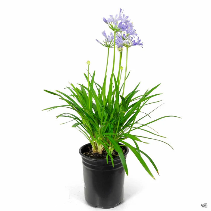 Lily of the Nile 'Baby Pete'