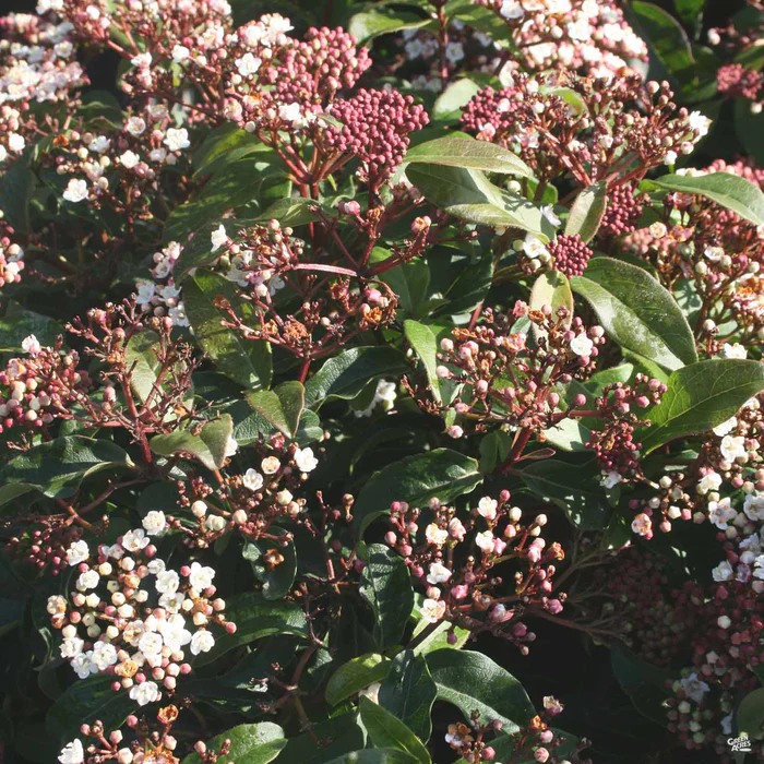 Viburnum 'Spring Bouquet'