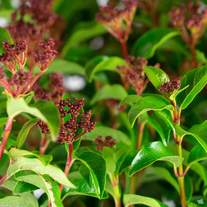 Viburnum 'Spring Bouquet'