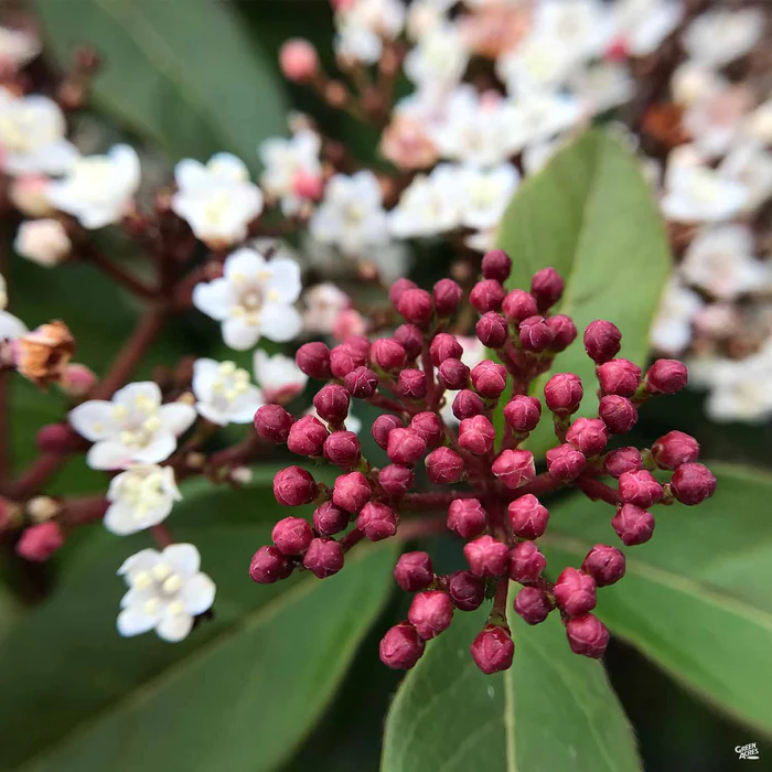 Viburnum 'Spring Bouquet'
