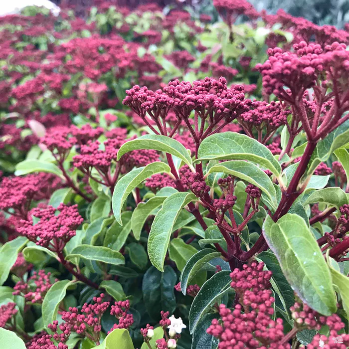 Viburnum 'Spring Bouquet'