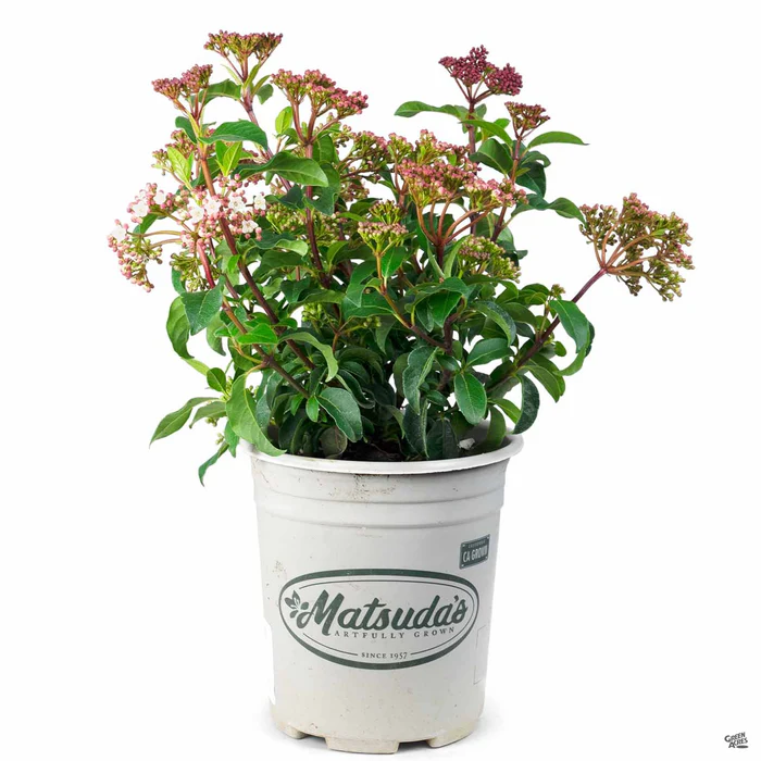 Viburnum 'Spring Bouquet'