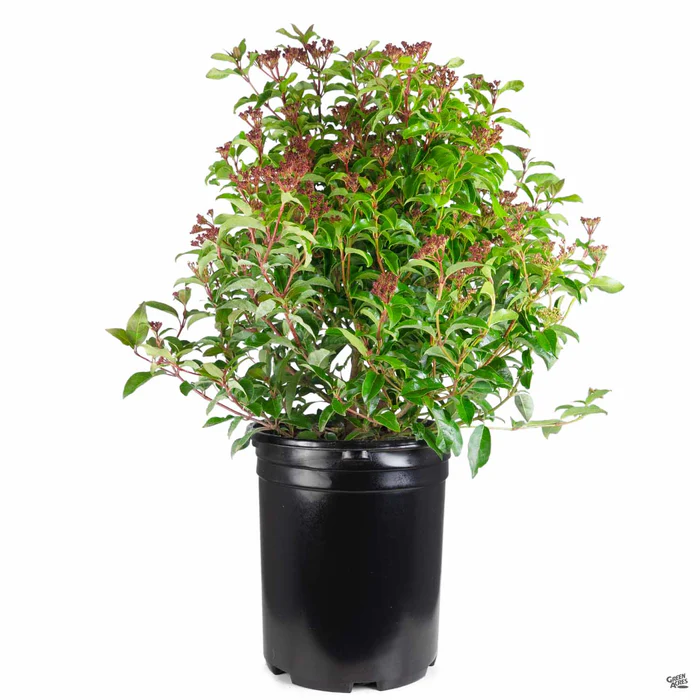 Viburnum 'Spring Bouquet'