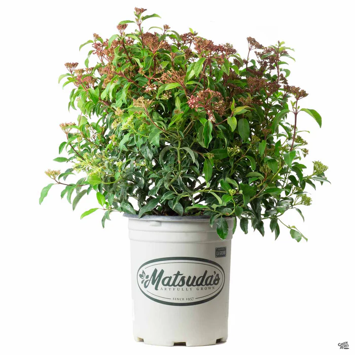 Viburnum 'Spring Bouquet'