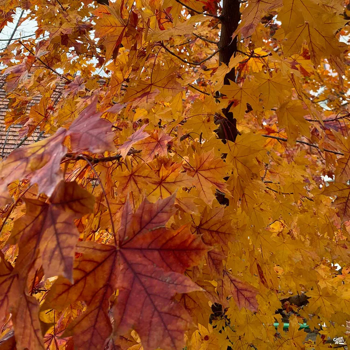 881-shantung-maple-pacific-sunset-1.webp Shantung Maple 'Pacific Sunset'