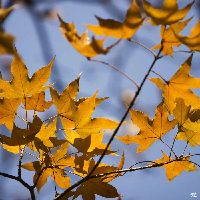 881-shantung-maple-pacific-sunset-2.webp Shantung Maple 'Pacific Sunset'
