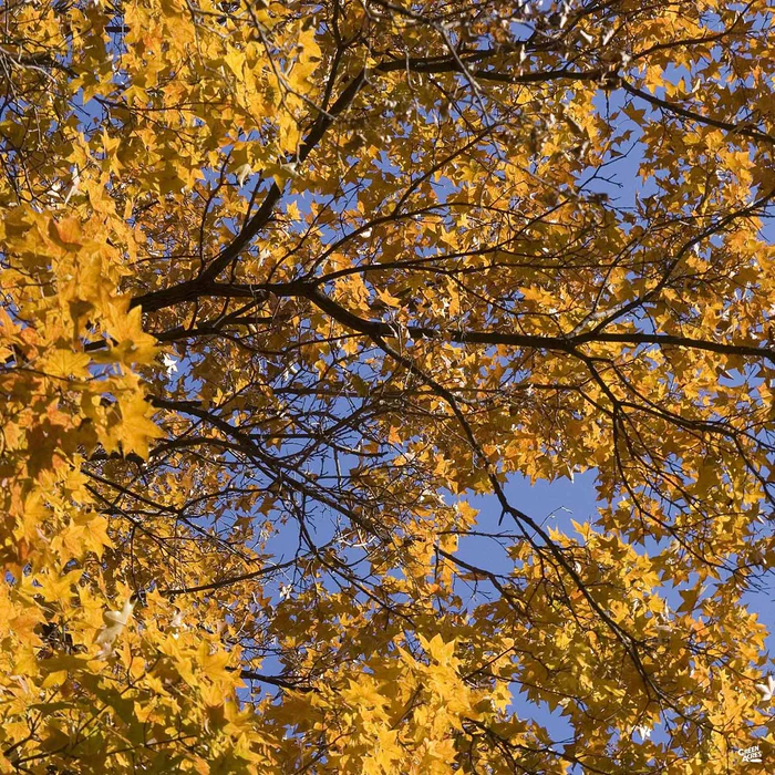 881-shantung-maple-pacific-sunset-3.webp Shantung Maple 'Pacific Sunset'