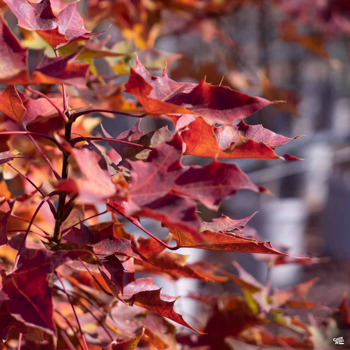 881-shantung-maple-pacific-sunset-4.webp Shantung Maple 'Pacific Sunset'