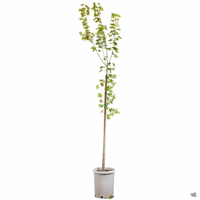 881-shantung-maple-pacific-sunset-5.webp Shantung Maple 'Pacific Sunset'