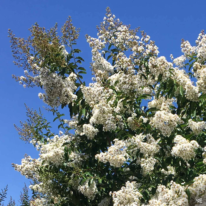 Crape Myrtle 'Natchez' Multi-Trunk