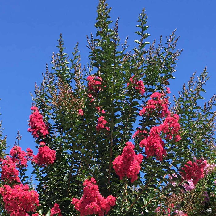 Crape Myrtle 'Tuscarora' Multi-Trunk