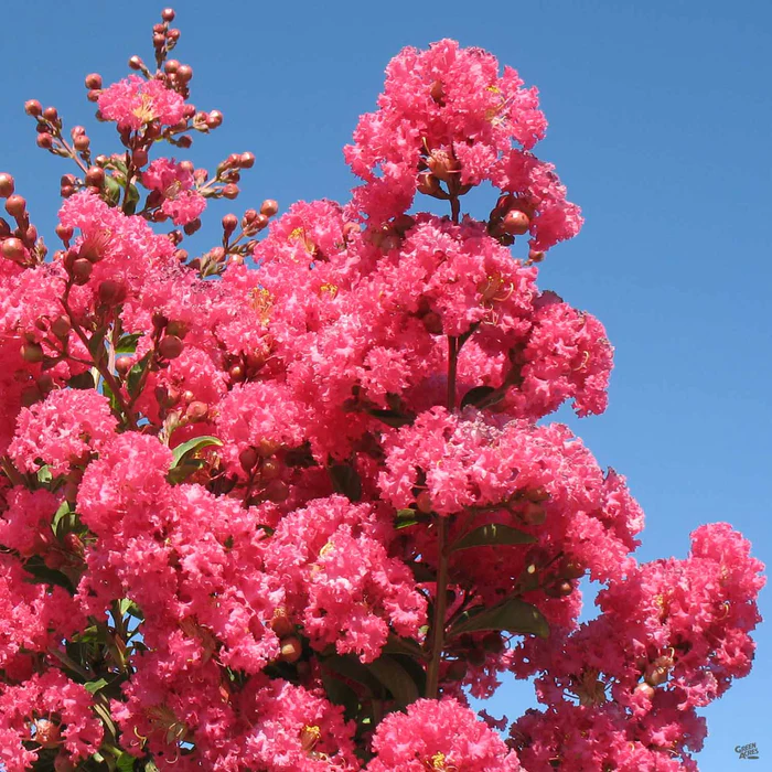 894-crape-myrtle-tuscarora-standard-trunk-3.webp Crape Myrtle 'Tuscarora' Standard Trunk