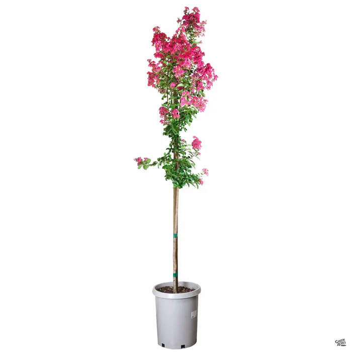 894-crape-myrtle-tuscarora-standard-trunk-4.webp Crape Myrtle 'Tuscarora' Standard Trunk