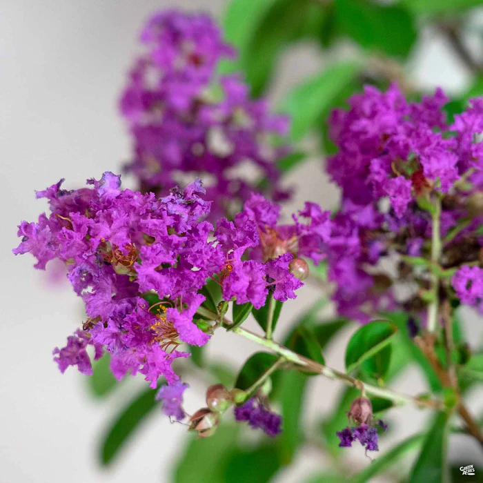 Crape Myrtle 'Twilight' Multi-Trunk