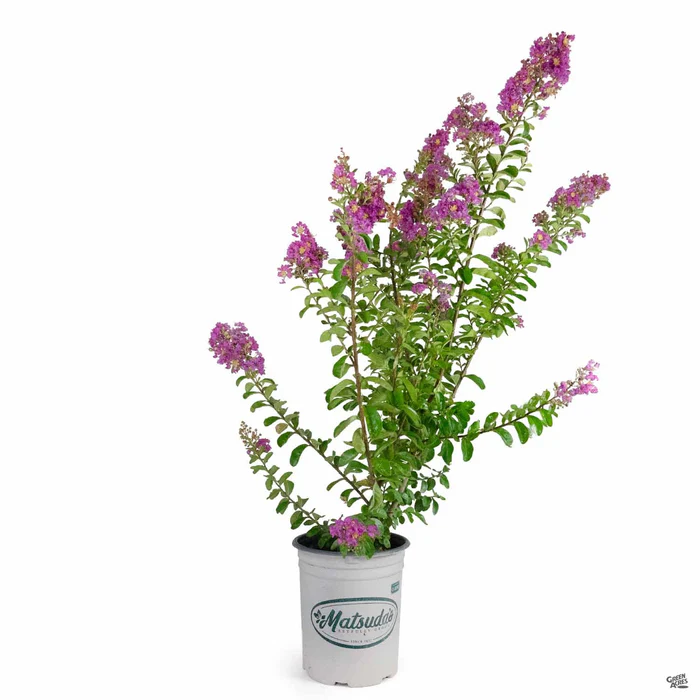 Crape Myrtle 'Twilight' Multi-Trunk