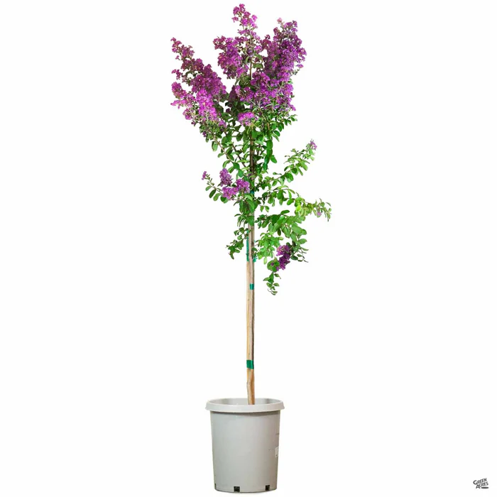 Crape Myrtle 'Twilight' Standard Trunk