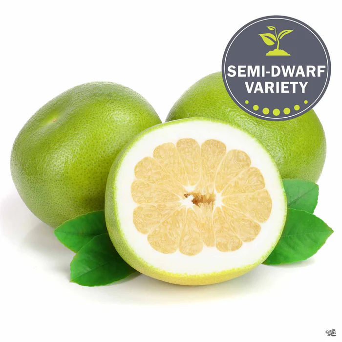 Grapefruit 'Oro Blanco', Semi-Dwarf