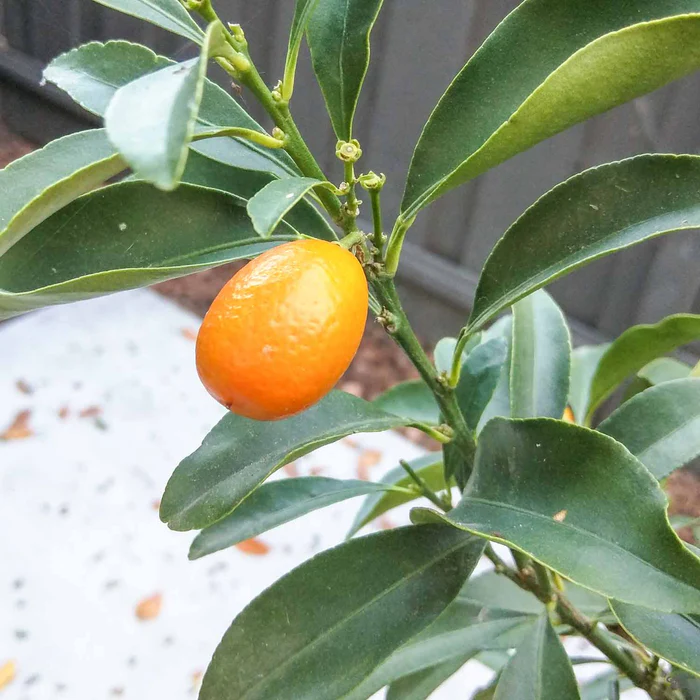 Kumquat 'Nagami', Semi-Dwarf