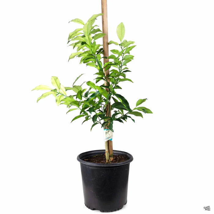 Kumquat 'Nagami', Semi-Dwarf