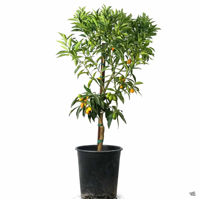 Kumquat 'Nagami', Semi-Dwarf