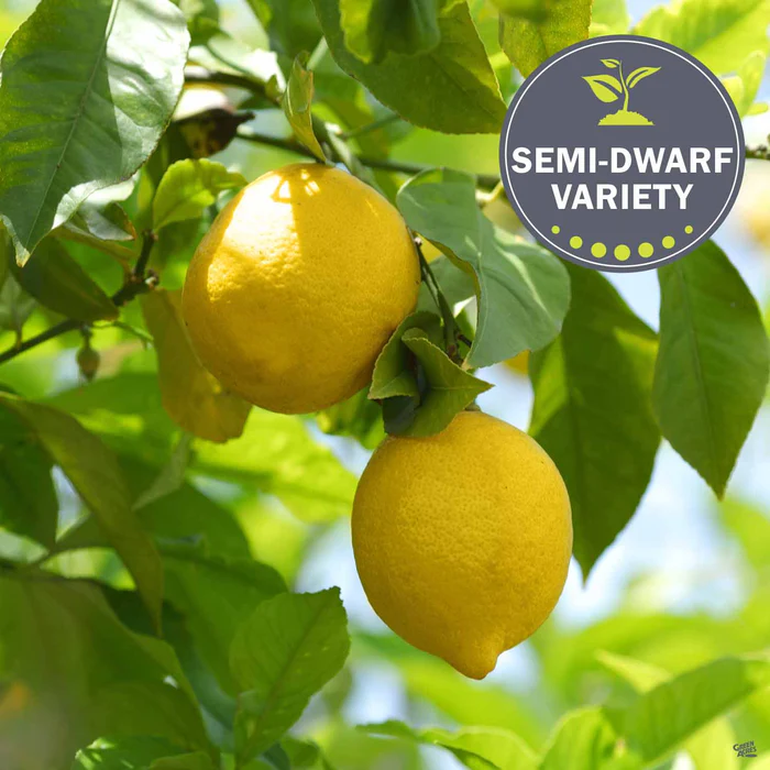Lemon 'Eureka', Semi-Dwarf