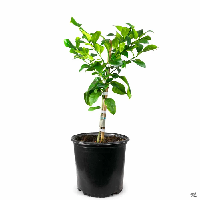 Lemon 'Eureka', Semi-Dwarf
