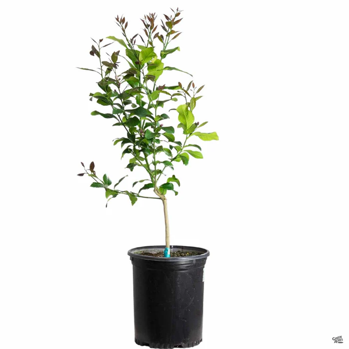 Lemon 'Eureka', Semi-Dwarf