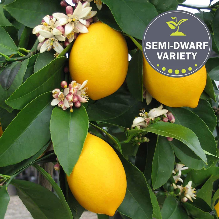 915-lemon-improved-meyer-semi-dwarf-1.webp Lemon 'Improved Meyer', Semi-Dwarf