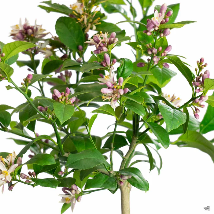 915-lemon-improved-meyer-semi-dwarf-3.webp Lemon 'Improved Meyer', Semi-Dwarf