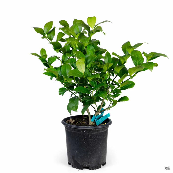 915-lemon-improved-meyer-semi-dwarf-4.webp Lemon 'Improved Meyer', Semi-Dwarf