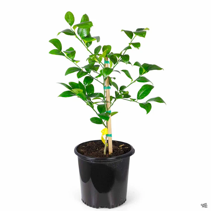 915-lemon-improved-meyer-semi-dwarf-5.webp Lemon 'Improved Meyer', Semi-Dwarf