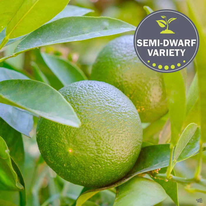 919-lime-bearss-semi-dwarf-1.webp Lime 'Bearss', Semi-Dwarf