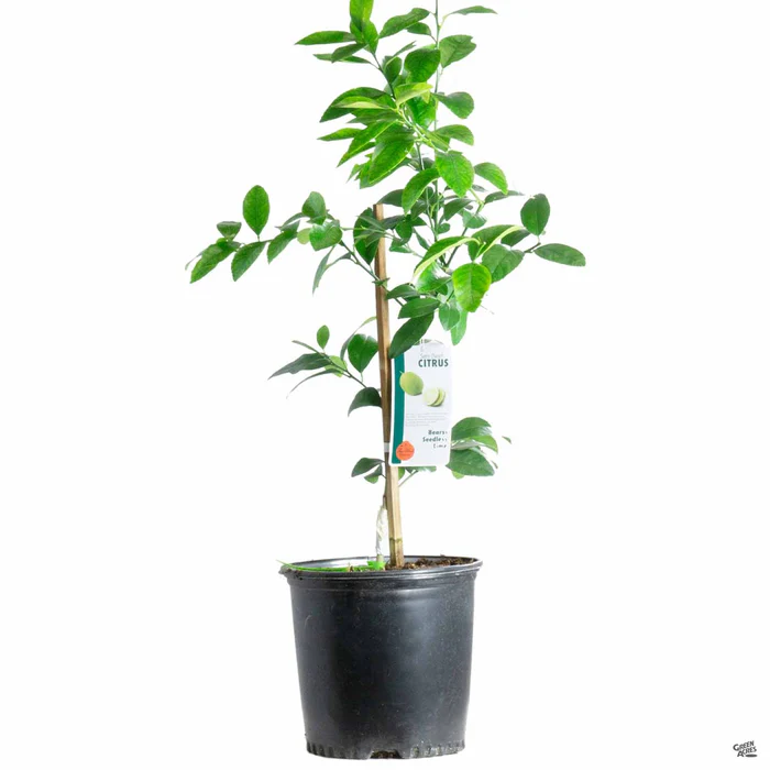 919-lime-bearss-semi-dwarf-3.webp Lime 'Bearss', Semi-Dwarf