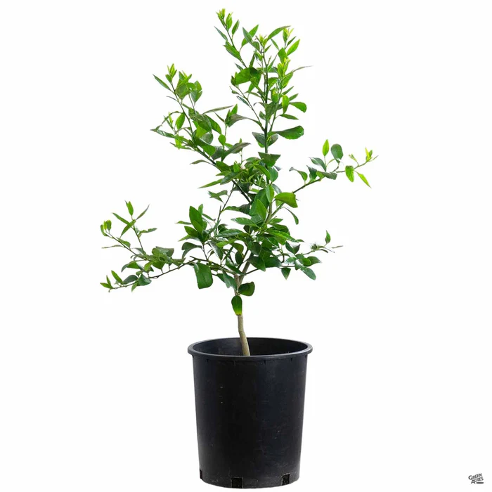 919-lime-bearss-semi-dwarf-4.webp Lime 'Bearss', Semi-Dwarf