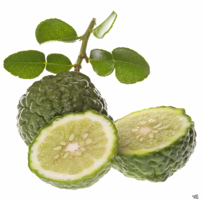 Lime 'Thai Kieffer', Semi-Dwarf