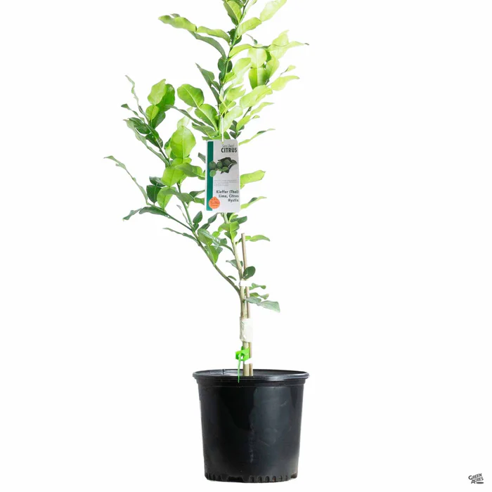 Lime 'Thai Kieffer', Semi-Dwarf