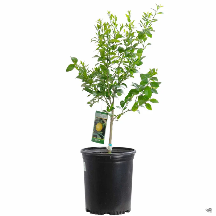 926-lime-mexican-key-semi-dwarf-3.webp Lime 'Mexican Key', Semi-Dwarf