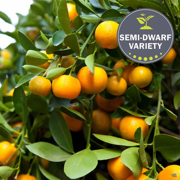 930-mandarin-clementine-semi-dwarf-1.webp Mandarin 'Clementine', Semi-Dwarf
