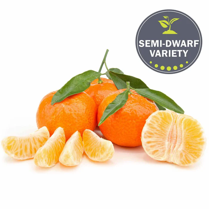 930-mandarin-clementine-semi-dwarf-2.webp Mandarin 'Clementine', Semi-Dwarf