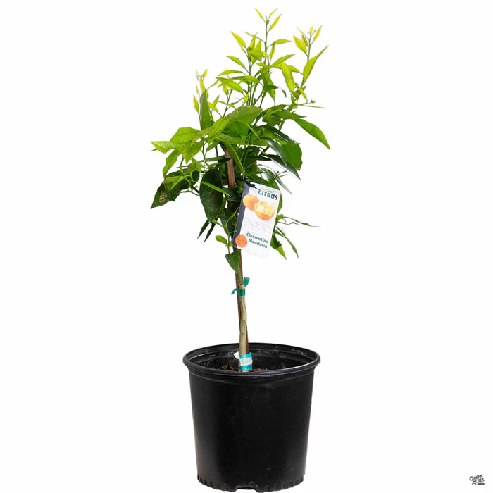 930-mandarin-clementine-semi-dwarf-3.webp Mandarin 'Clementine', Semi-Dwarf