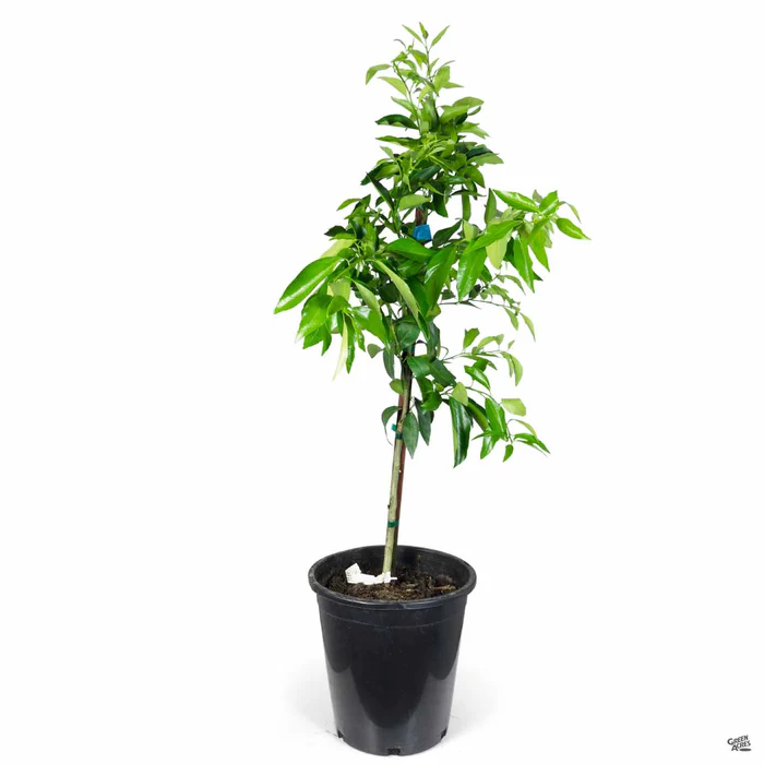 930-mandarin-clementine-semi-dwarf-4.webp Mandarin 'Clementine', Semi-Dwarf