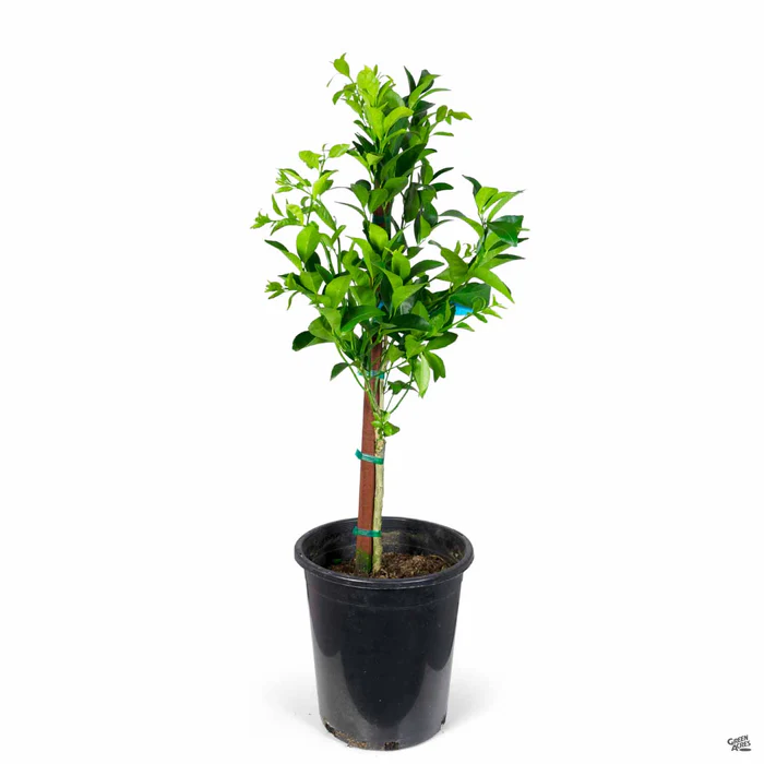 Mandarin 'Tango', Semi-Dwarf