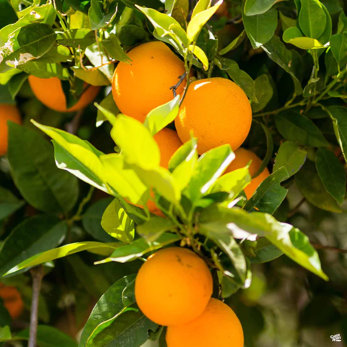 Navel Orange 'Cara Cara', Semi-Dwarf