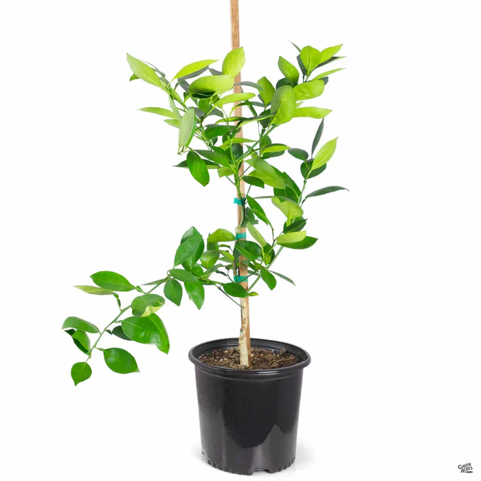 Navel Orange 'Cara Cara', Semi-Dwarf