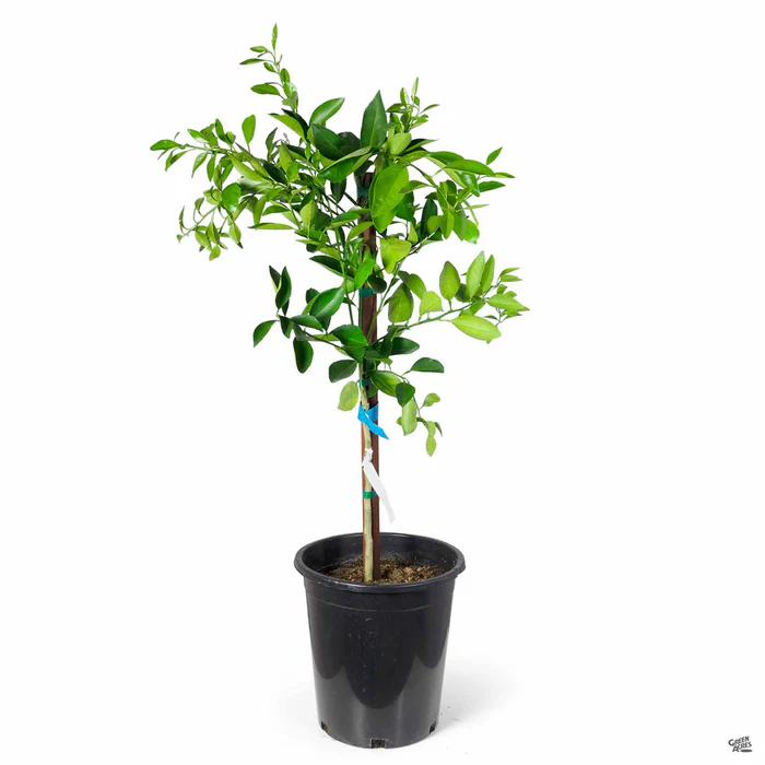 Navel Orange 'Cara Cara', Semi-Dwarf